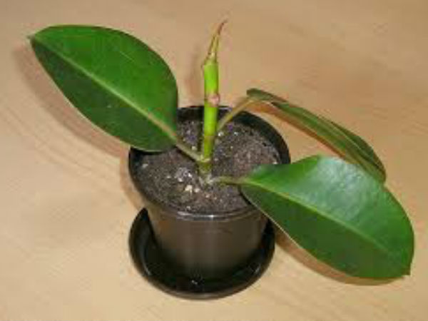 रबर ट्री