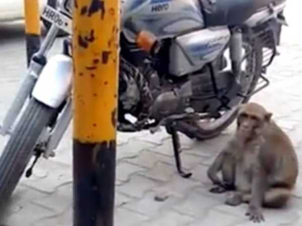 लोग बंदर को देखकर हैरान