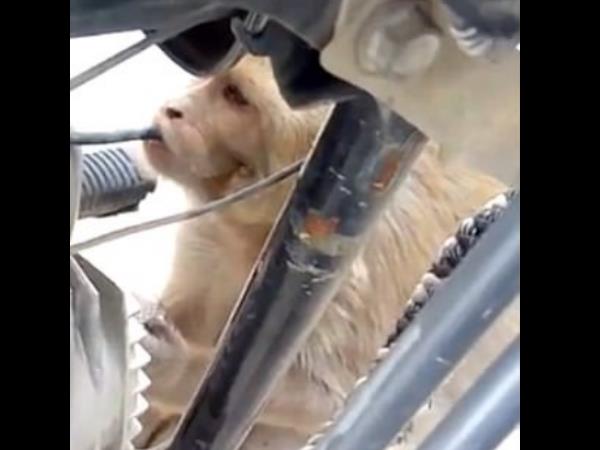 बाइकों का पेट्रोल कर देता है खत्म