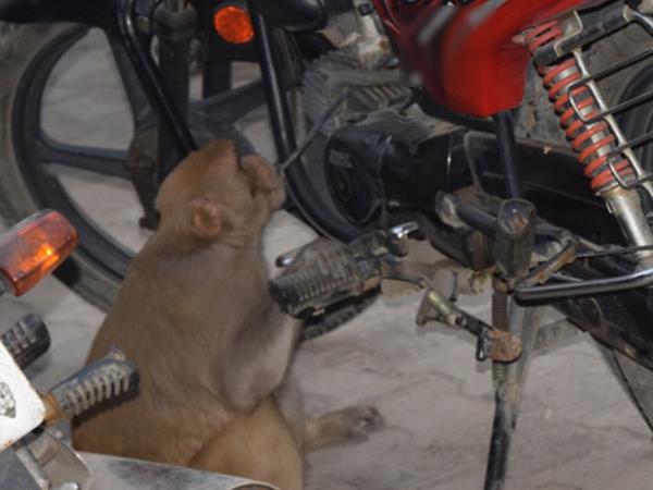 मोटरसाइकिलों पर रहती है इस बंदर की नजर