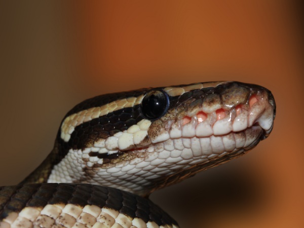 शराब पीकर लड़ाई कर रहा था लड़का