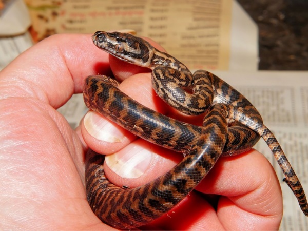 अंडरवियर में छिपा रखा था अजगर