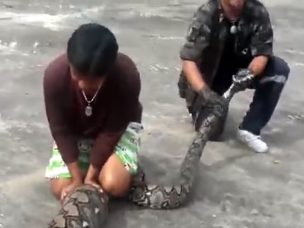 धीरे-धीरे निकालने लगे अजगर