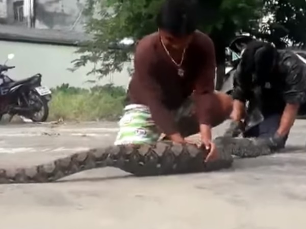 चाइल्ड केयर के पास मिला विशाल अजगर