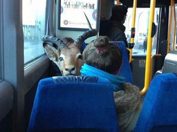 जानवरों के लिए क्यों चले अलग बस? जानवरों के लिए क्यों चले अलग बस?