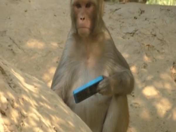 बंदरों से मुक्ति पाना चाहते हैं लोग