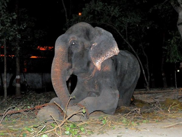Raju Elephant