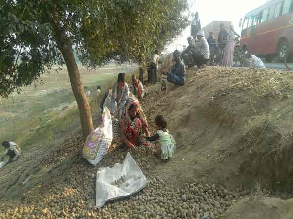 कोल्ड स्टोरेज मालिकों को लाखों का नुकसान कोल्ड स्टोरेज मालिकों को लाखों का नुकसान