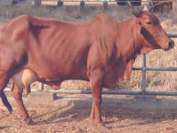 लाल सिंधी गाय