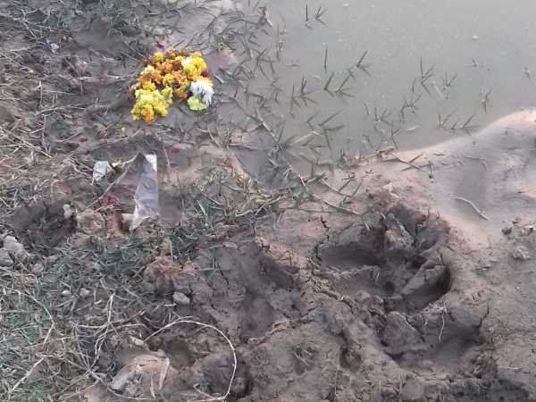 जमीन में गड़ा सोना पाने की लालच को दी बलि जमीन में गड़ा सोना पाने की लालच को दी बलि