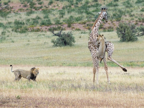 जब शेरों से बचकर भागने लगा जिराफ जब शेरों से बचकर भागने लगा जिराफ