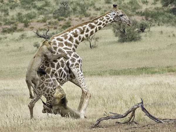 हार मानने को तैयार नहीं थे शेर हार मानने को तैयार नहीं थे शेर
