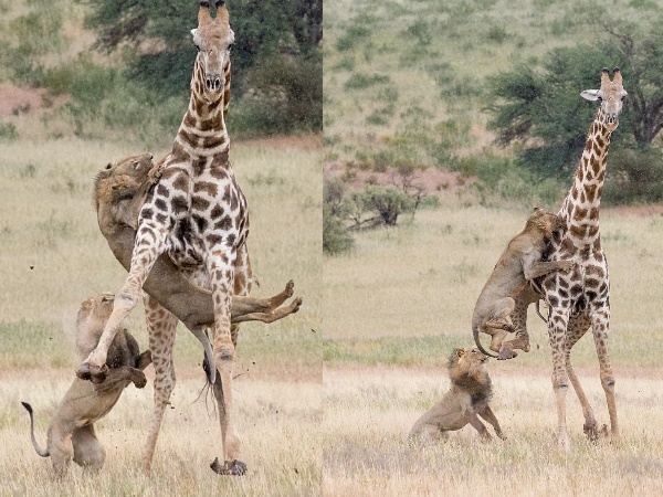 दोनों ने उड़ाई जिराफ की दावत दोनों ने उड़ाई जिराफ की दावत