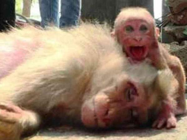 बंदर को रोते देख रुक गए राहगीर बंदर को रोते देख रुक गए राहगीर