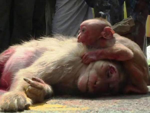 देर तक की मां को उठाने की कोशिश देर तक की मां को उठाने की कोशिश