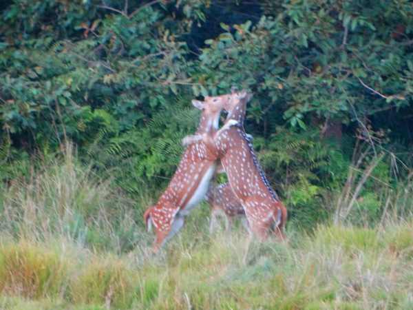  Romance of Chital caught on camera in Bahraich, Uttar Pradesh.