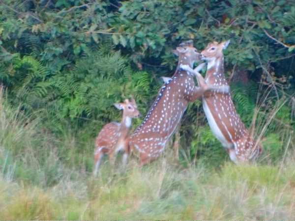 Romance of Chital caught on camera in Bahraich, Uttar Pradesh.