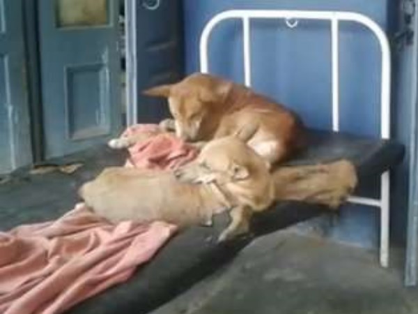 Dogs sleeping on hospitals bed in Emergency Ward of Bihar Dogs sleeping on hospitals bed in Emergency Ward of Bihar