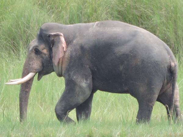 Katarniya Ghat Sanctuary opens with new facilities in Baharaich Katarniya Ghat Sanctuary opens with new facilities in Baharaich