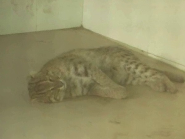 Moradabad leopard Found in village locked in police station