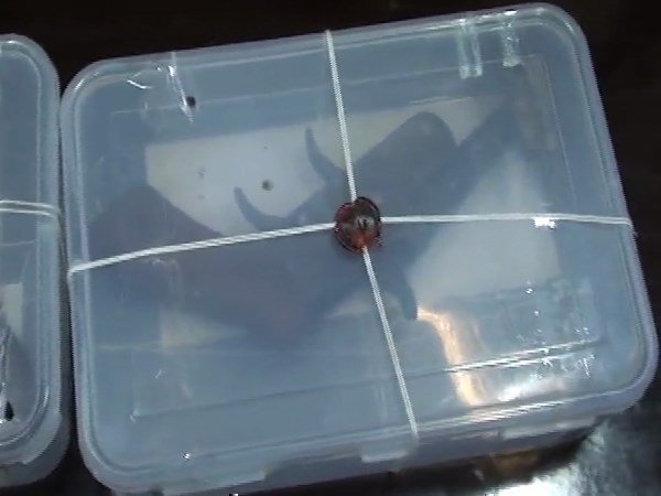 मुठभेड़ में मिली सफलता, मुख्य आरोपी हुआ फरार