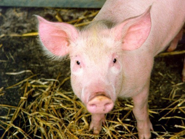 Bezoar की कीमत करोड़ों में