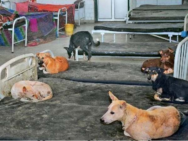 आवारा कुत्तों का आतंक