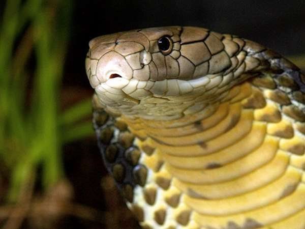 कोबरा का 1.87 किलो जहर बरामद कोबरा का 1.87 किलो जहर बरामद