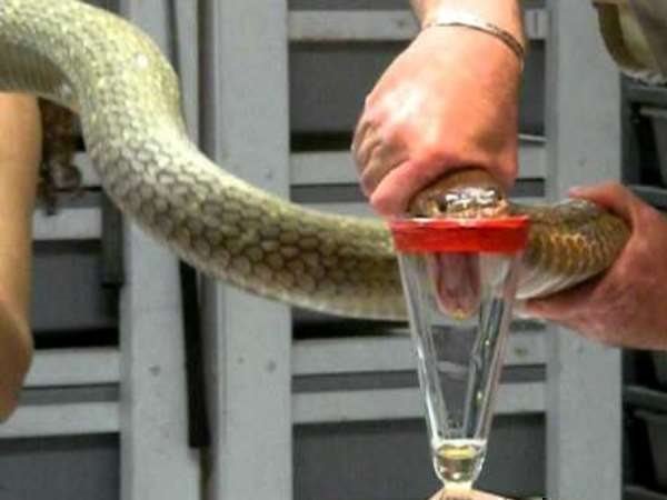 अंतरराष्ट्रीय बाजार में कीमत 14 करोड़ अंतरराष्ट्रीय बाजार में कीमत 14 करोड़