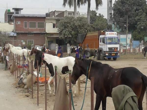 घोड़ों व हाथियों का देखने को मिलेगा करतब घोड़ों व हाथियों का देखने को मिलेगा करतब