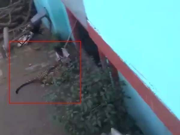 मादा तेंदुए ने किया अटैक