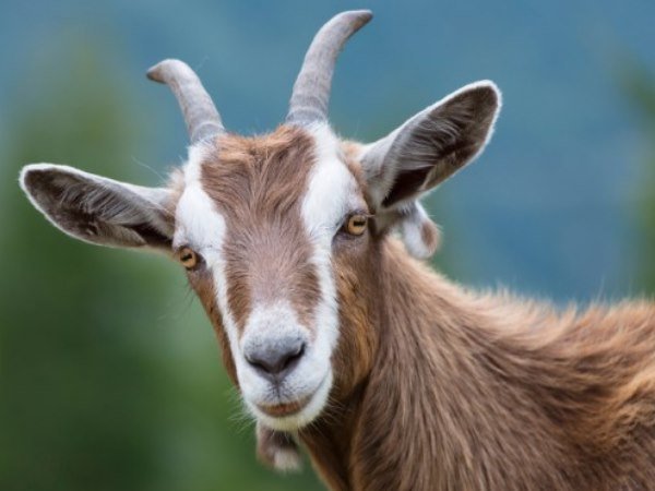 इसके लिए अभी से बुकिंग भी शुरू हो गई है