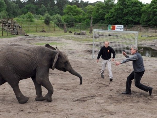 हथनी ने की थी सही भविष्यवाणी