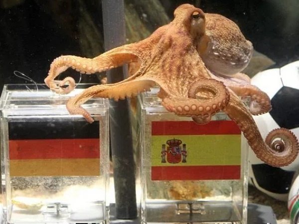 पॉल ने शुरु किया था भविष्यवाणी का ट्रेंड