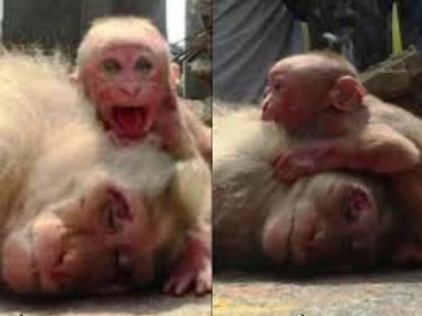 1. जब मां की लाश से लिपटकर रोया था नन्हा बंदर