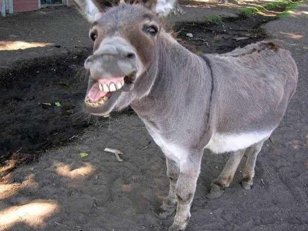 यूपी चुनाव अभियान के दौरान गधा हुआ चर्चित