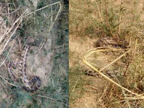 अजगर ने परेशान किया अजगर ने परेशान किया