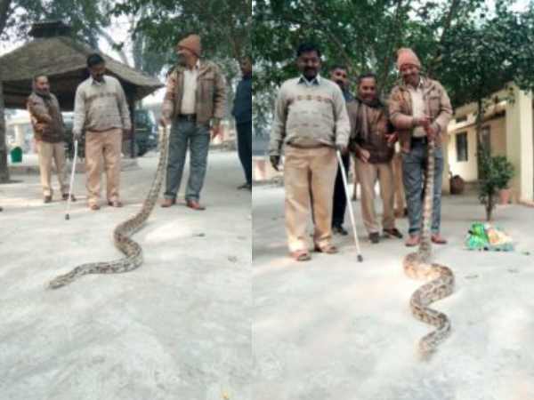 गिलहरी को खाने की कोशिश में अजगर गिलहरी को खाने की कोशिश में अजगर