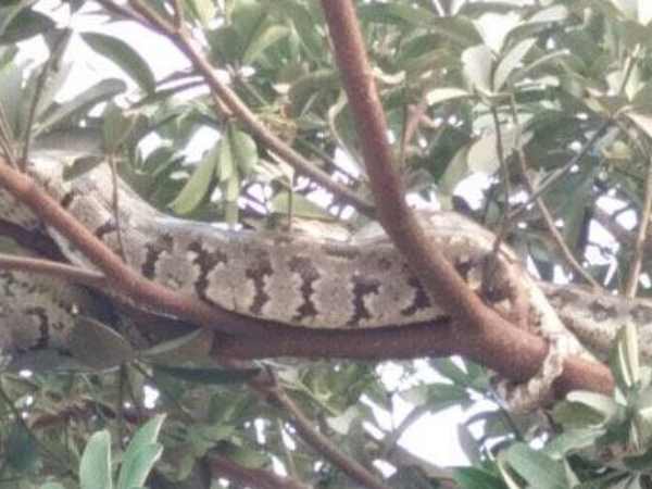 इलाहाबाद के कॉलेज में निकले तीन अजगर इलाहाबाद के कॉलेज में निकले तीन अजगर