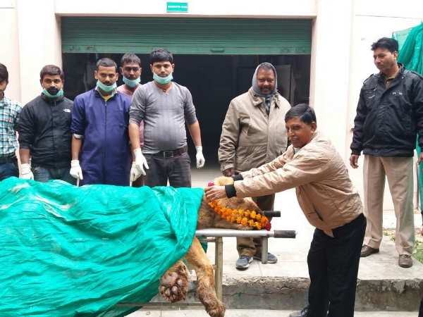 2003 में चंडीगढ़ से लाया गया प्रिंस