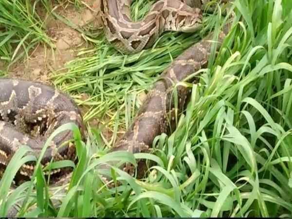 वन विभाग को आए 698 फोन