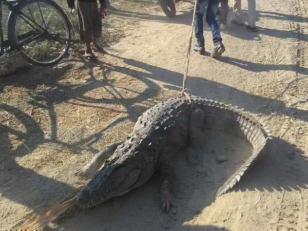  A crocodile came out from canal in Mainpuri, Uttar Pradesh.