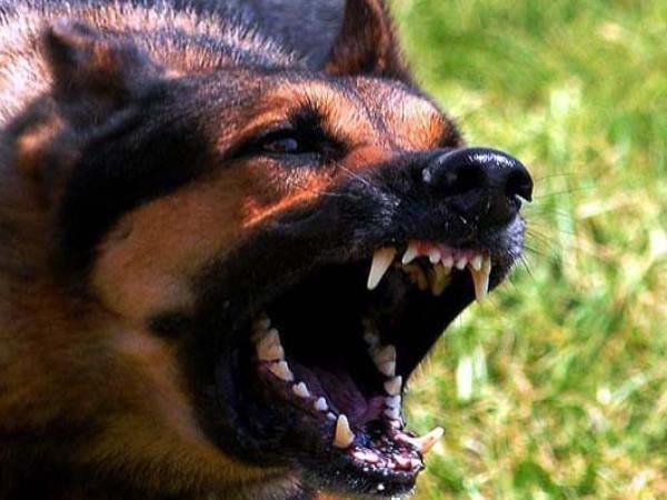  Saharanpur dogs eat 9 months old girl 