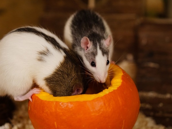 चूहे और कॉकरोच थे दोस्त चूहे और कॉकरोच थे दोस्त