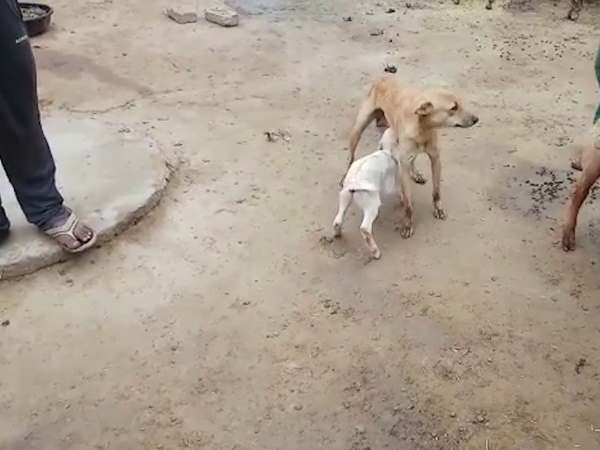मेमनों की मां पड़ीं बीमार