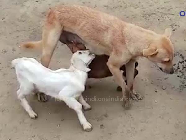 कुतिया बनीं मेमनों की मां