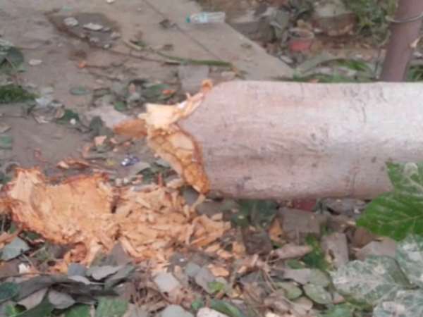 पार्क के पेड़ कटवा रहे थे बसपा नेता के बेटे