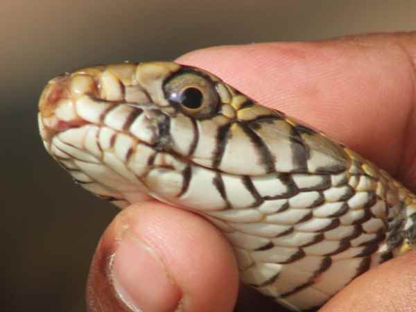 सांप ने गुस्से में संपेरे को काटा