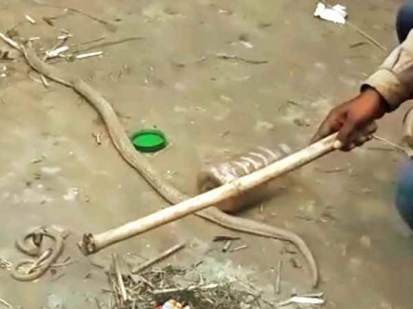 सांप को भी लोगों ने मार डाला