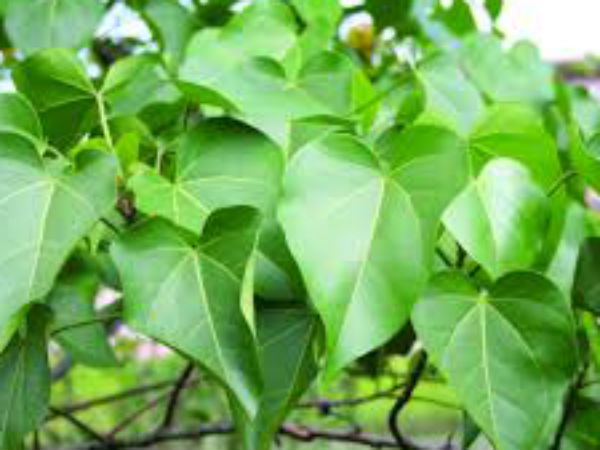 क्या है आयुर्वेदिक प्रयोग